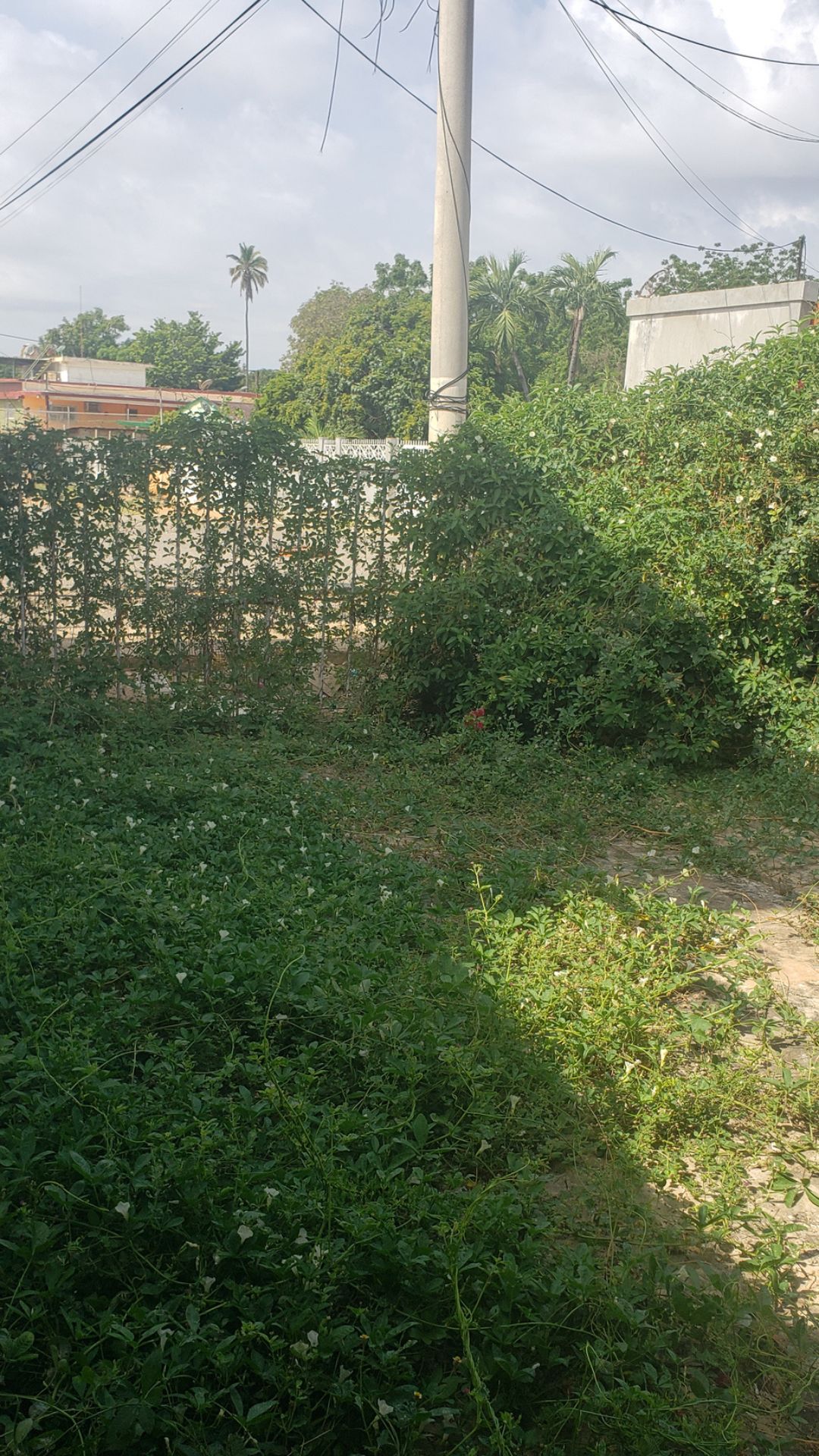 Árboles de níspero que necesitan poda en la casa