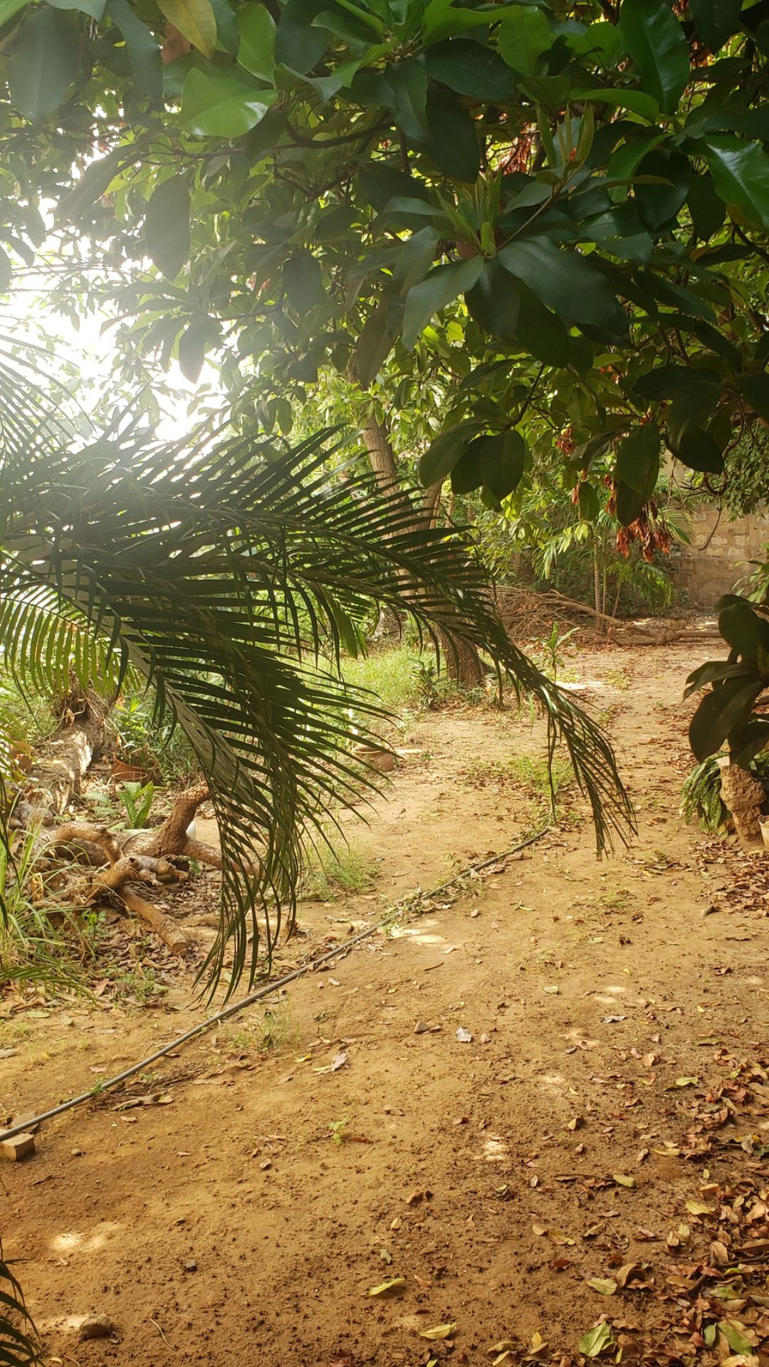 Patio o frente con maleza en la casa
